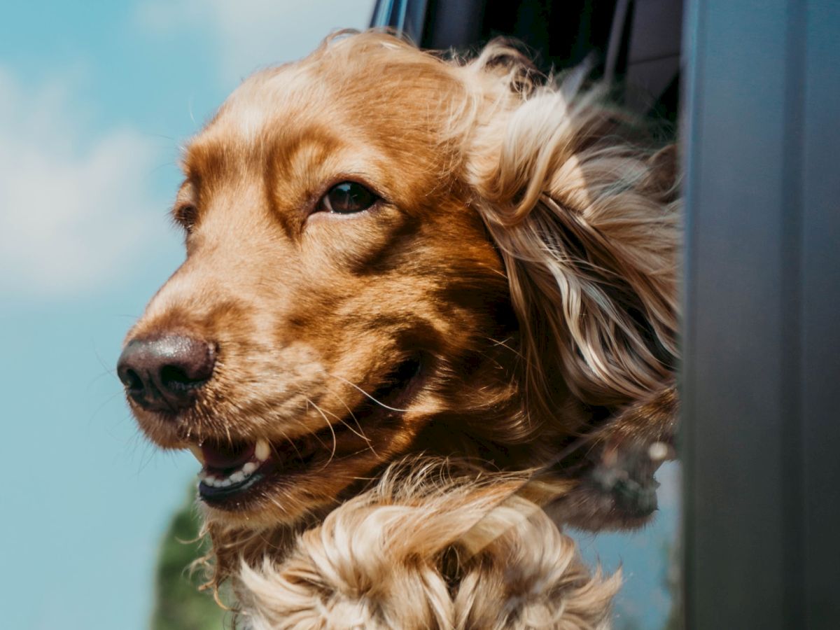 A dog with golden fur joyfully sticking its head out of a car window with a clear blue sky and greenery in the background.