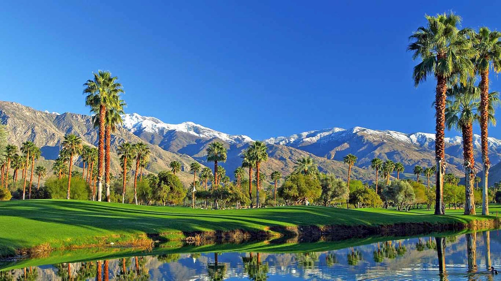 A scenic landscape with palm trees, a lake, and mountains in the background under a clear blue sky.