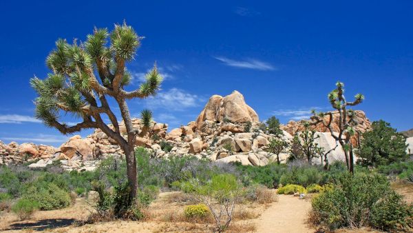 A desert landscape with Joshua trees, rocky hills, and a clear blue sky, creating a scenic and tranquil natural view.