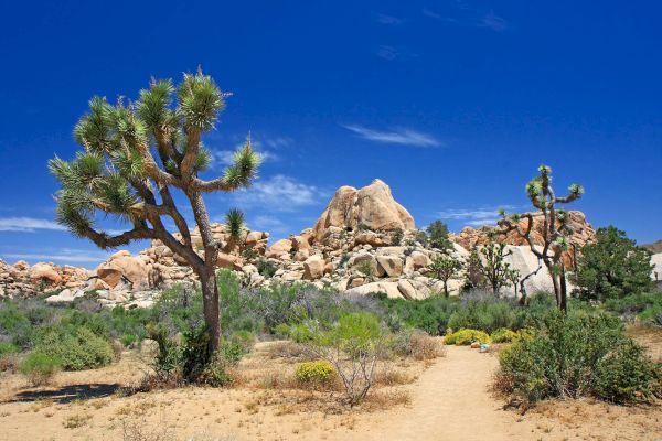 A desert landscape with Joshua trees, rocky hills, and a clear blue sky, creating a scenic and tranquil natural view.