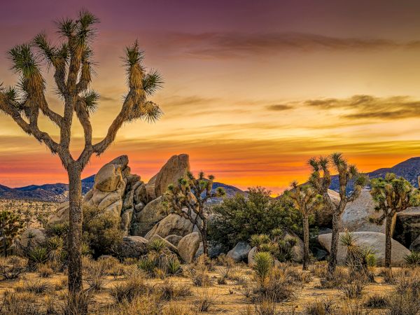 Desert landscape with Joshua trees, rocky formations, and a vibrant sunset sky in the background.