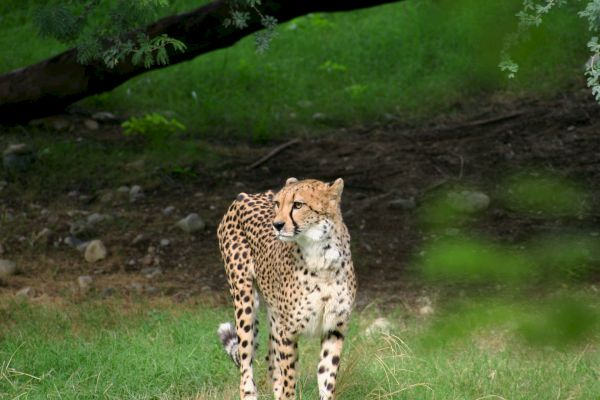 A cheetah stands alert on a grassy area with a tree in the background, looking to the side.