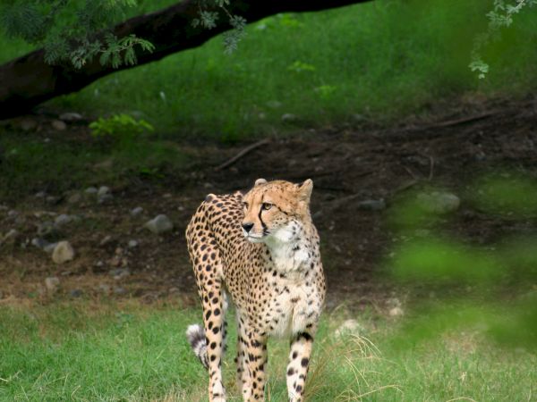 A cheetah stands alert on a grassy area with a tree in the background, looking to the side.