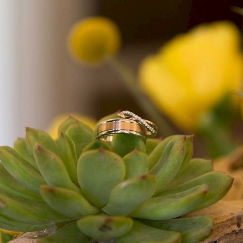 A silver and gold ring set is placed on a green succulent with blurred yellow flowers in the background.
